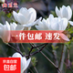 紫玉蘭花樹(shù)苗嬌紅玉蘭樹(shù)苗盆栽地栽綠化風(fēng)景耐寒玉蘭花苗庭院樹(shù)木 白玉蘭2公分粗1.2米高左右