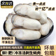 滋百尚新鮮冷凍生蠔肉鮮活手剝牡蠣肉海蠣子火鍋食材海鮮生鮮 【免處理】大號速凍生蠔肉 凈重2斤