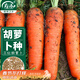 壽禾 三紅胡蘿卜種子苗冬春水果羅卜蔬菜種籽 戰將胡蘿卜種子10g/袋*6