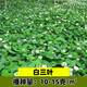 慕越灌木草籽四季常青護坡固土山邊坡小冠花刺槐綠化礦山綠化復綠草籽 白三葉草1斤