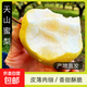 天山雪梨蜜梨新疆貢梨酥梨新鮮現發(fā)源頭直采蒸煮燉湯 帶箱5斤裝（單果200g以上）