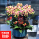 蝴蝶蘭盆栽帶真鮮花速遞同城上海北京年宵花開(kāi)業(yè)喬遷花卉全國配送 金玉滿(mǎn)堂--6株蝴蝶蘭盆栽（花盆類(lèi)似）