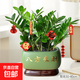大盆金錢(qián)樹(shù)客廳室內植物綠植搖錢(qián)串子發(fā)財樹(shù)盆景喬遷開(kāi)業(yè)送禮 碧綠款-八方來(lái)財陶瓷盆+托盤(pán)【內含金錢(qián)樹(shù)X2盆】送 帶盆栽好