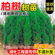 呆果丁塔柏側柏龍柏樹(shù)苗道路園林大型綠化工程苗木四季常青耐寒易活樹(shù)苗 塔柏【80-1米高】帶土好苗 不活包補