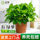 佳賀（JIAHE）綠蘿盆栽除甲醛花卉綠植辦公室新房?jì)艋諝饧彝?【特惠】110款綠蘿原盆 1盆