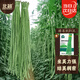 北蔬 豆角種子種苗特長(cháng)豇豆長(cháng)豆角蔬菜種籽 綠豐長(cháng)豇豆種子50g約350粒