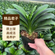耘淘特級大盆君子蘭盆栽室內桌面綠植物陽(yáng)臺花卉圓頭和尚四季好養盆景 中苗 大盆君子蘭6~8片葉（原土球） 精品君子蘭原土發(fā)貨