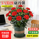 康乃馨盆栽花苗室內陽(yáng)臺綠植帶花苞重瓣四季開(kāi)花新手易種桌面花卉 紅色康乃馨+加侖盆+肥料