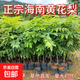 正宗海南黃花梨樹(shù)苗降香木名貴黃檀木庭院綠化四大名樹(shù) 50厘米高度
