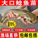 大口鯰魚(yú)苗批發(fā)淡水養殖食用二須兇猛土鯰魚(yú)苗冷水觀(guān)賞魚(yú)南方大口鯰魚(yú)苗 大口鯰魚(yú)苗6-8厘米10條【送10%防損】