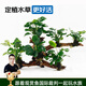 云峰海瑞 水草活體 懶人造景 沉木活水草 魚(yú)缸造景套餐水族箱裝飾魚(yú)水草 小水榕6頭沉木