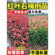 茤藝稞紅葉石楠樹(shù)苗四季常青植物花園籬笆庭院園林綠化苗木室外花卉綠植 紅葉石楠苗 【原土杯苗】20-30cm高2棵