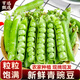 亨迅云南青豌豆帶殼青豆角甜豆莢現摘新鮮農家蔬菜 凈重5斤裝【現摘現發(fā)】