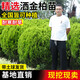 翩然灑金柏松柏樹(shù)苗地栽庭院綠化植物黃金柏原生香松扁柏苗木耐寒耐旱 1棵灑金柏小毛球冠70cm左右帶土球包成活