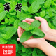 薄荷種子四季播種食用香草檸檬薄荷多年生陽(yáng)臺盆栽驅蚊種子 食用留蘭香薄荷500粒+肥 （買(mǎi)二送一）