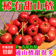 正宗山東蒙陰山區山里紅新鮮山楂果現摘現發(fā) 5斤帶箱