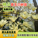 濱淇玉蘭花樹(shù)苗黃玉蘭風(fēng)景樹(shù)綠化苗黃玉蘭地徑2公分粗1棵源頭直發(fā)
