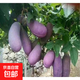 無(wú)籽八月瓜樹(shù)苗八月炸果樹(shù)果苗盆栽庭院水果樹(shù)樹(shù)苗瓜苗四季種植 紫果4年苗當年結果 30cm(含)-40cm(不含)