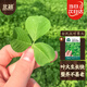 北蔬 金花大葉草頭種子種苗黃花三葉草苜蓿菜籽 金花大葉草頭種子10g