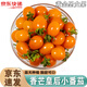 南步紫彈頭迷彩小番茄【JD速發(fā)】圣女果子彈頭小西紅柿新鮮水果整箱 3斤 香芒皇后小番茄【約225個(gè)】