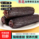 【全網(wǎng)熱銷(xiāo)】東北真空黃糯玉米大棒200g起軟糯拉絲真便宜京東包郵 真空黑糯玉米5根*150g