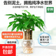 發(fā)財樹(shù)水培【無(wú)土】綠植盆栽 室內好養植物 2年老樁【無(wú)土純水培三桿發(fā)財樹(shù)龍蛋盆】+植物活力素