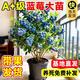 景琳涵藍莓樹(shù)果苗盆栽特大帶果藍梅樹(shù)苗南北方種植水果苗多季結果 4年苗（基地直發(fā)）備注品種 