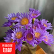 【玫瑰花】花店同款鮮花昆明基地直發(fā)生日禮物38女神婦女節 紫色睡蓮10支廣州發(fā)貨