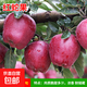 蘋(píng)果樹(shù)苗冰糖心紅富士嫁接苗盆栽地栽南方北方種植蘋(píng)果苗當年結果 紅蛇果【4年苗】買(mǎi)二送一