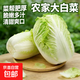 【東東買(mǎi)菜】山東新鮮現摘大白菜北方農家自種蔬菜時(shí)令包心菜火鍋 凈重9斤新鮮山東大白菜
