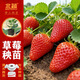 北蔬奶油草莓苗盆栽四季結果帶原土秧苗 奶油草莓苗3盆源頭直發(fā)包郵