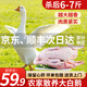 王氏正德 農家散養大白鵝整只 新鮮冷凍鵝肉嫩鵝土鵝 大鵝生鮮 大鵝凈重6-7斤