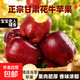 甘肅天水花牛蘋(píng)果粉面應季新鮮水果當季整箱包郵9斤平安果禮盒裝 花牛蘋(píng)果帶箱9斤【大果80mm】
