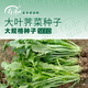 壽禾 大葉薺薺菜種子地菜香薺小葉草菱角冬春季四季陽(yáng)臺壽光蔬菜菜籽 大葉薺薺菜種子 250g裝