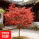 小葉雞爪槭樹(shù)苗青楓原生苗樹(shù)苗庭院陽(yáng)臺風(fēng)景紅楓紅舞姬綠化樹(shù)苗木 雞爪槭樹(shù)苗1cm粗【優(yōu)質(zhì)小苗】