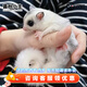 暮秋小主蜜袋鼯活物幼崽小飛鼠會(huì )滑翔蜜袋鼠寶寶蜜袋鼬活體寵物鼠活寵 稀有馬賽克幼蜜【母】