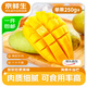 京鮮生 海南水仙芒果 凈重4.5斤 單果250g+ 新鮮水果 源頭直發(fā)