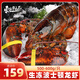 東上御品 波士頓龍蝦 生凍 凈重500-600g/只 大龍蝦 海鮮水產(chǎn)-源頭直發(fā)
