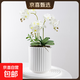 陶瓷花盆綠植盆栽家用客廳白色輕奢蝴蝶蘭花盆大口徑送塑料托盤(pán) 白色
