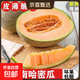 海南直發(fā)薄皮哈密瓜蜜瓜新鮮自然成熟甜脆多汁網(wǎng)紋瓜冰淇淋口感 9-10斤2-4個(gè)瓜