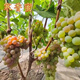 聽(tīng)雪樓寒香蜜葡萄苗南北方庭院地栽特大爬藤果樹(shù)苗盆栽嫁接無(wú)核當年結果 寒香蜜葡萄苗 3年苗【隔年結果】1棵