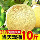碭山梨碭山梨子10斤新鮮水果白酥梨貢梨5斤梨樹(shù)青梨豐 整箱5-5.3斤中小果
