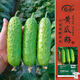 壽禾 強雌性旱黃瓜種子種苗冬春蔬菜種籽 冰翡翠旱黃瓜種子50粒*2袋