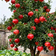 葉之靜突尼斯軟籽石榴樹(shù)苗露天庭院陽(yáng)臺盆栽地栽石榴苗果樹(shù)苗木 突尼斯軟籽4年苗 111cm(含)-140cm(含)