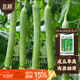 北蔬 絲瓜籽種子苗早熟蔬菜老品種四季長(cháng)絲瓜菜籽 濰瓜28香絲瓜種子5g