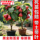 芥圃蓮霧樹(shù)苗嫁接臺灣黑金剛黑珍珠大葉紅蓮霧果樹(shù)苗四季結果樹(shù)苗 黑金剛蓮霧苗  嫁接苗 【帶土帶葉】 2年苗 高度：50-70公分