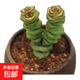 多肉植物錢(qián)串錦精品盆栽 彩色錢(qián)串錦多頭發(fā)2頭