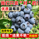佳賀（JIAHE）特大果高產(chǎn)藍莓苗帶土發(fā)貨藍莓樹(shù)苗種植盆栽果樹(shù)苗大全當年結果 【當年結果】藍莓5年苗