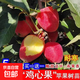 耐寒果樹(shù)雞心果小蘋(píng)果樹(shù)苗海棠果花紅果樹(shù)冬紅果樹(shù)苗南北方種植 3年苗1棵【備注品種】