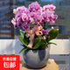 蝴蝶蘭盆栽帶真鮮花速遞同城上海北京年宵花開(kāi)業(yè)喬遷花卉全國配送 萬(wàn)事如意--6株蝴蝶蘭盆栽（花盆類(lèi)似）